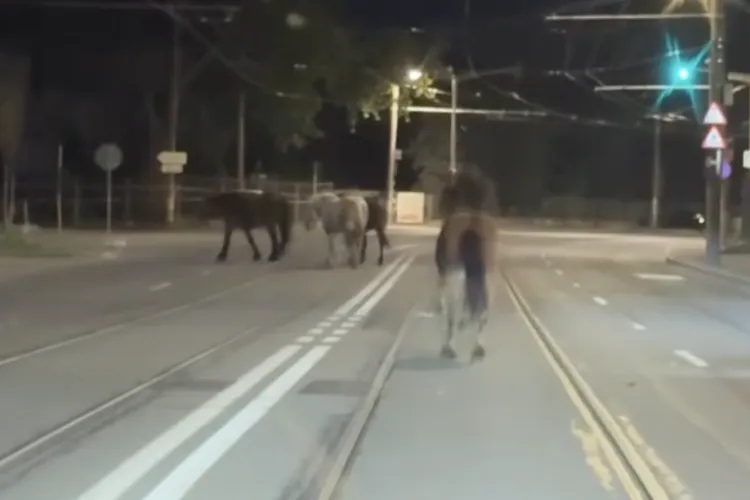 VIDEO Cine ar lăsa săracele animale așa? Scenă șocantă pe drumurile din Cluj în toiul nopții: Patru cai cu picioarele legate surprinși pe o stradă din oraș