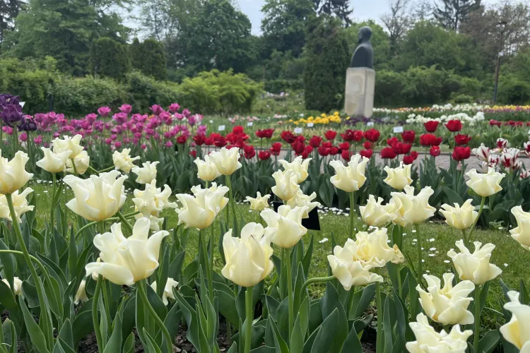 Explozie de culori și parfum la Cluj-Napoca! Florile care îi lasă fără cuvinte pe vizitatorii care trec pragul Grădinii Botanice 