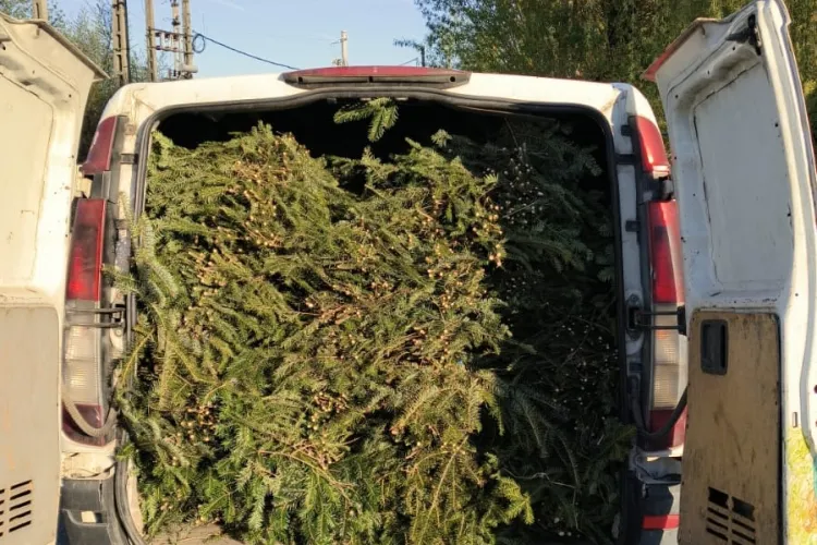 Jumătate de tonă de cetină de brad, confiscată pe un drum din Cluj: Șoferul nu avea niciun document pentru marfa din mașină