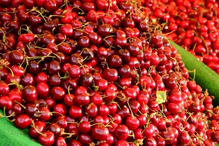 Care criză? Kilogramul de cireșe a ajuns la 180 de lei în piețe, dar românii le cumpără fără să clipească. Vânzătorii sunt uimiți: „Se dau ca pâinea caldă”