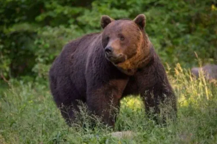 Tragedie cumplită! O femeie de 53 de ani a fost sfâșiată de urs lângă gospodărie