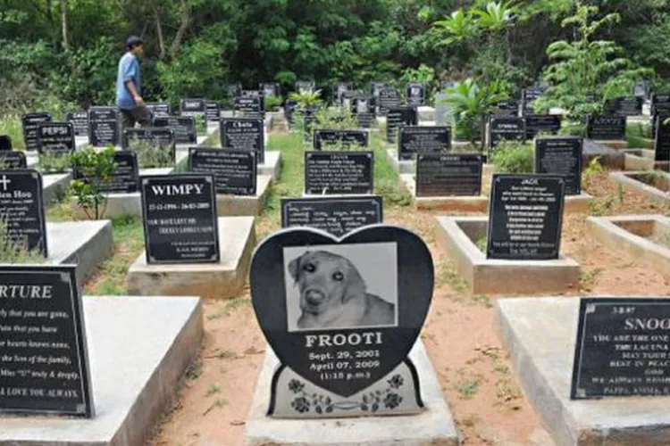 Primăria Cluj-Napoca lansează licitația pentru cimitirul de animale! Alte proiecte importante au fost trecute pe listă pentru 2026