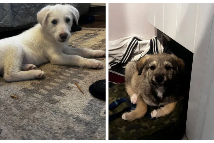 Două suflete abandonate la marginea drumului își caută salvatorii! Lili și Kiki vor o familie în Cluj FOTO 