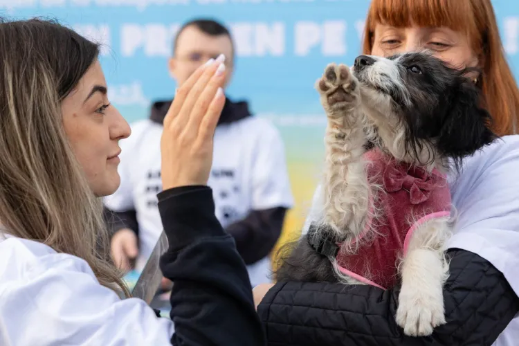 Clujul dă o lecție de omenie: Cățeii fără stăpân sunt aduși pe teren la marile competiții sportive pentru a-și găsi o familie