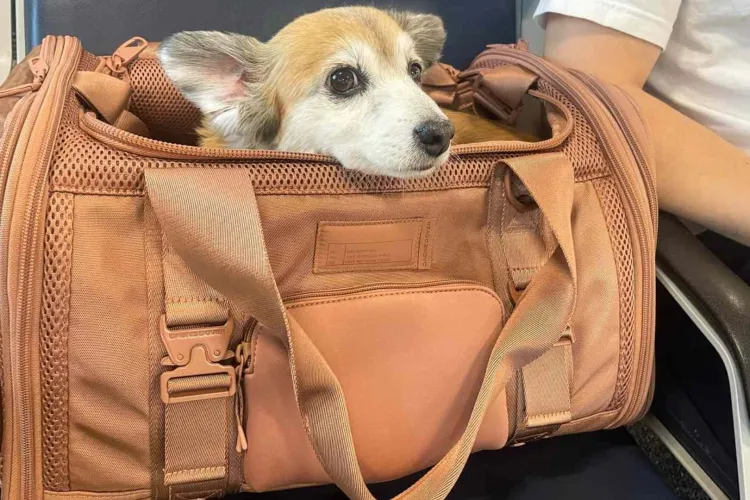Pleci în vacanță cu animalul de companie? Află regulile stricte din Uniunea Europeană care îți pot da planurile peste cap dacă nu ești pregătit