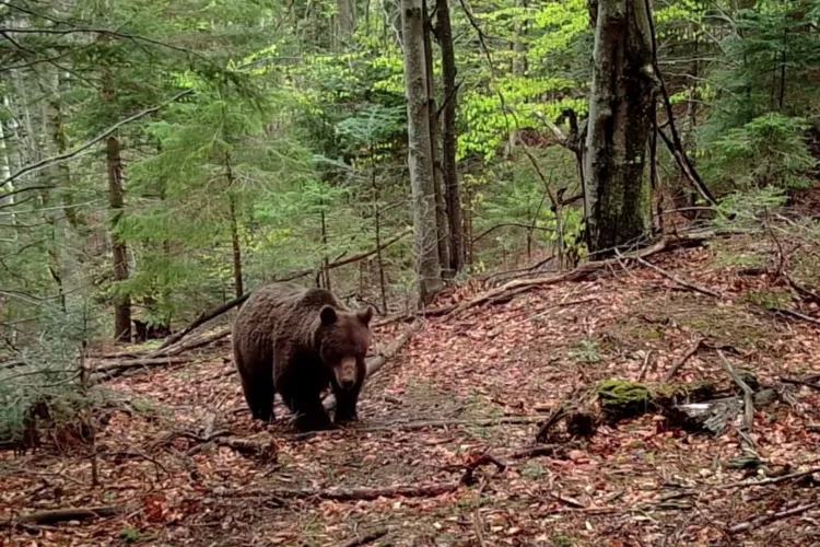 Descoperire macabră în pădure: Un bărbat dispărut de zile întregi a fost găsit mort în pădure, cu suspiciuni de atac de urs. Animalul este încă liber