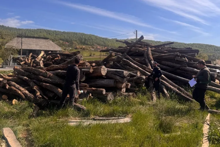 Hoții de lemn nu au nicio șansă în Cluj: Polițiștii și Garda Forestieră au ridicat material lemnos de 48.000 de lei și au dat 15 amenzi