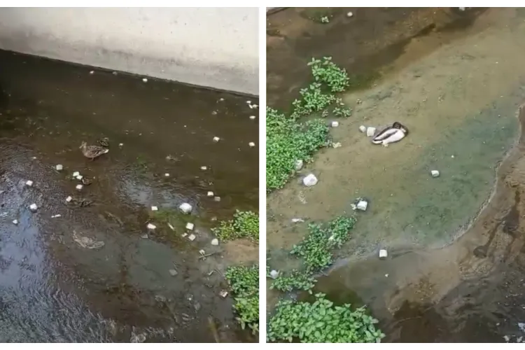 Canalul Morii din Cluj-Napoca transformat într-o groapă plină de mizerie? „Mama rătușcă își hrănește puiuții cu dale, gunoaie și mizerii!” VIDEO