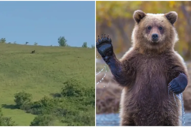 VIDEO. Ursul din Dezmir se plimbă pe dealuri, în timp ce jandarmii îl caută pe ulița din sat. Animalul a fost văzut pe Dealul Iepurașului: „În amiaza mare!