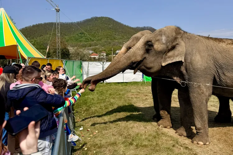 La Cluj, poți să hrănești un elefant adevărat! Zoo Park România revine la Cluj-Napoca cu peste 50 de animale exotice și o experiență unică în România
