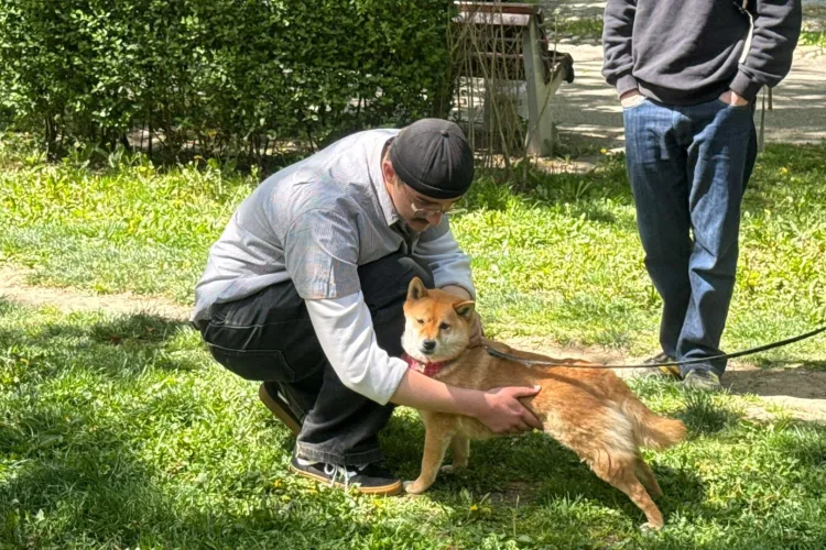 Căței abandonați care își caută o familie, alpaca și activități pentru copii: Zilele Clujului pregătesc un weekend special pentru iubitorii de animale