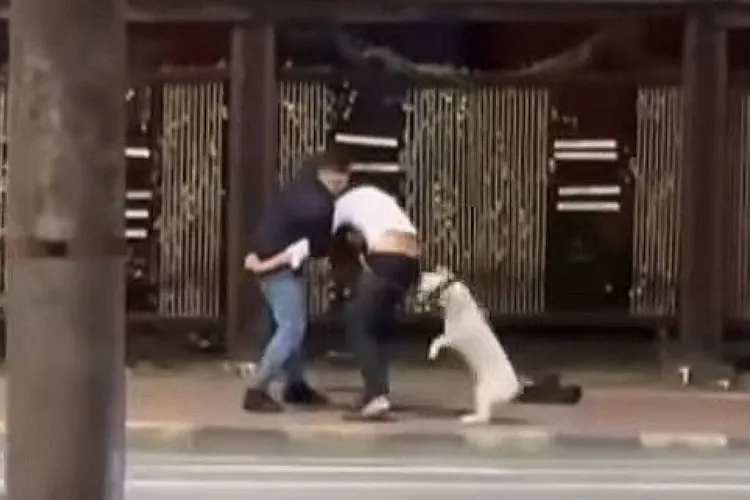 Doi câini au început bătaia și stăpânii au terminat-o! Un clujean a lovit două persoane cu capul și pumnul după o încăierare între animalele acestora