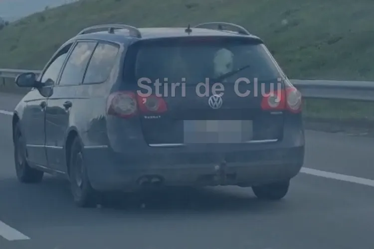 VIDEO. Mare e grădina ta! Doi viței „de companie”, plimbați cu mașina pe A10 între Turda și Aiud: „Oare cum mirosea dacă au avut micuții o «urgență»?”