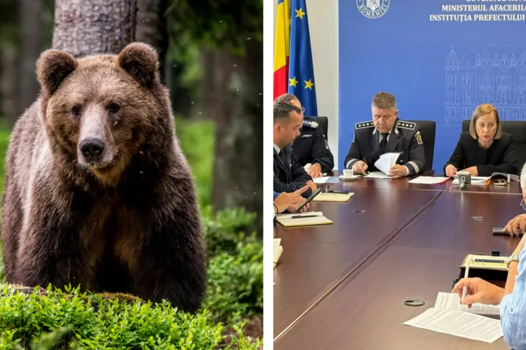Urșii au pus stăpânire pe județul Cluj! 383 de exemplare și tot mai multe atacuri: Autoritățile recunosc că situația scapă de sub control