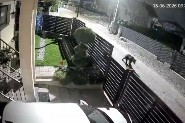 VIDEO. Primărița din Apahida avertizează clujenii în legătură cu ursul care terorizează Dezmirul: Mai multe instituții, alertate de urgență