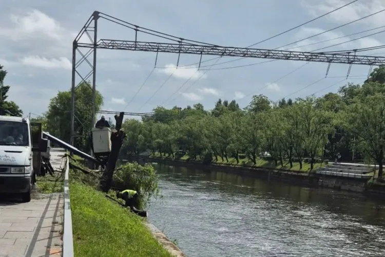 Copaci tăiați pe malul Someșului, între Podul Napoca și Garibaldi. Primăria încearcă să-i liniștească pe oamenii nemulțumiți: „Am primit avizele necesare”