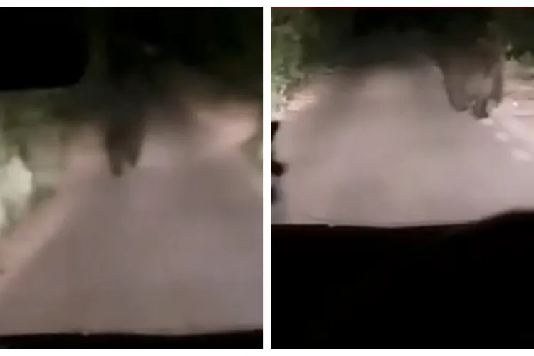 VIDEO. Alertă după apariția unui urs în Cluj! Un șofer s-a trezit față în față cu animalul sălbatic