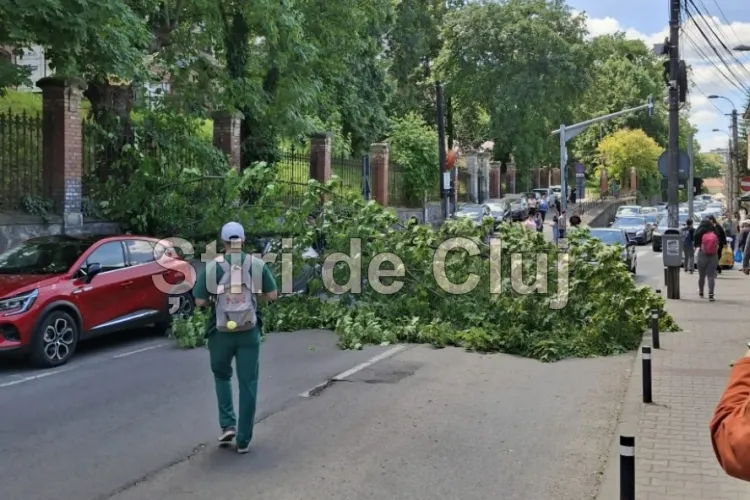 Un copac a căzut peste o mașină chiar ACUM pe strada Clinicilor, din Cluj! Pompierii intervin în aceste momente pentru eliberarea drumului