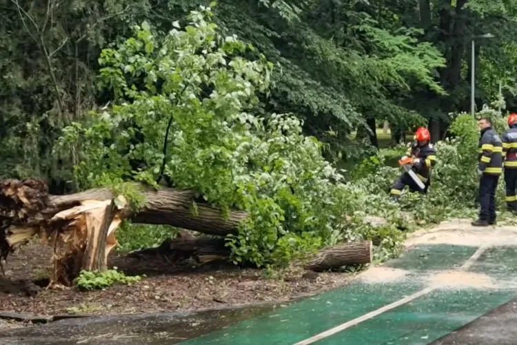 VIDEO. Copac uriaș prăbușit într-o zonă intens circulată de pietoni și bicicliști. S-a întâmplat într-unul din cele mai cunoscute parcuri din județul Cluj