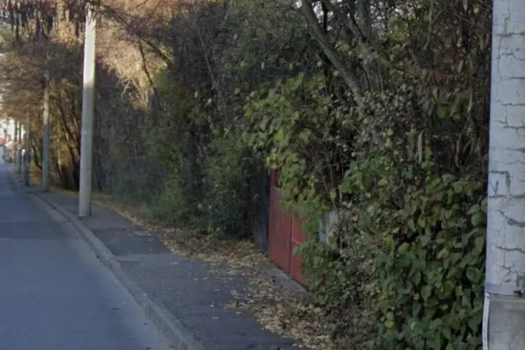 Trotuar „înghițit” de vegetație pe o stradă din Cluj! Pietonii sunt nevoiți să meargă pe carosabil, printre mașini, ca să poată trece