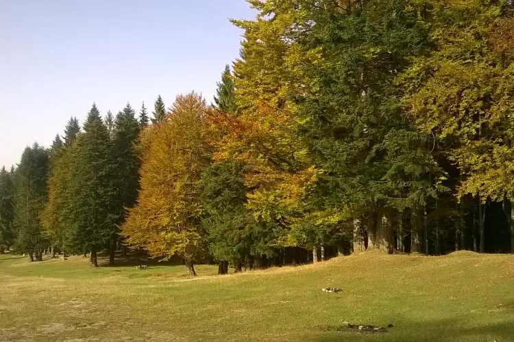 Pădurile României au crescut în 2025, dar lucrările de regenerare s-au prăbușit cu 10%: Ce arată datele oficiale despre fondul forestier național