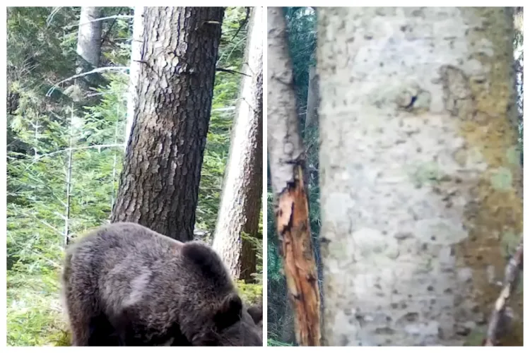 VIDEO. Ursul „cameraman” de Cluj: „Revoltat” că unghiul de filmare nu îl avantaja, Baloo de Apuseni și-a făcut singur reglajele la cameră: „Artist!”