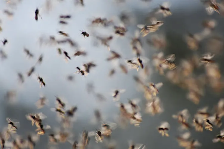Invazie de insecte într-un cartier din Cluj! Locuitorii acuză că dezinsecțiile au dispărut: „E logic să fim năpădiți de insecte