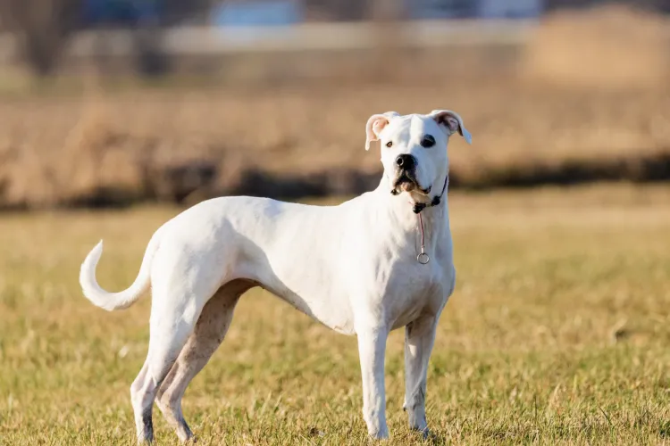 Un dogo argentinian liber pe o stradă din Cluj pentru a doua oară: „Chiar așteptăm să se întâmple o nenorocire și să moară cineva sfâșiat?
