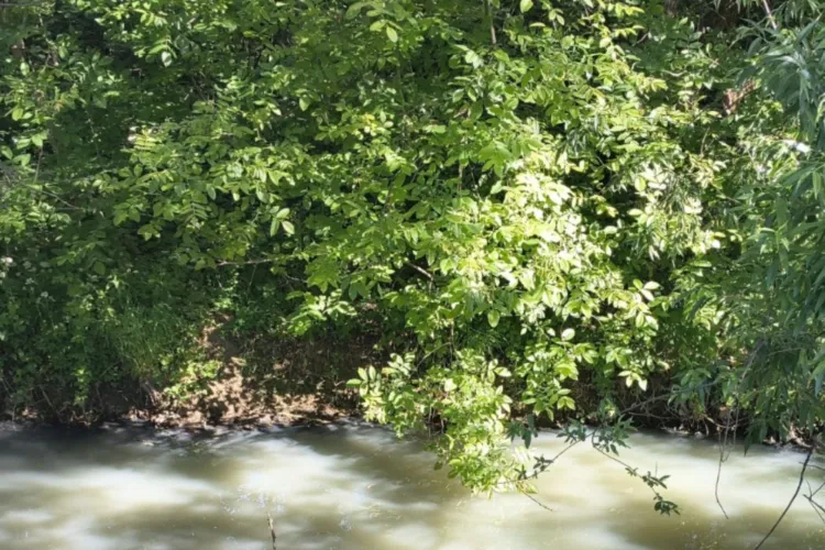 Poluare în Cluj-Napoca: Râul Nadăș poluat accidental azi! Autoritățile au prelevat de urgență probe și investighează apa albicioasă