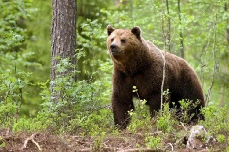 Caz șocant în Ardeal! Un cioban a omorât un urs cu toporul după ce animalul i-a atacat oile: Poliția a deschis dosar penal pentru braconaj