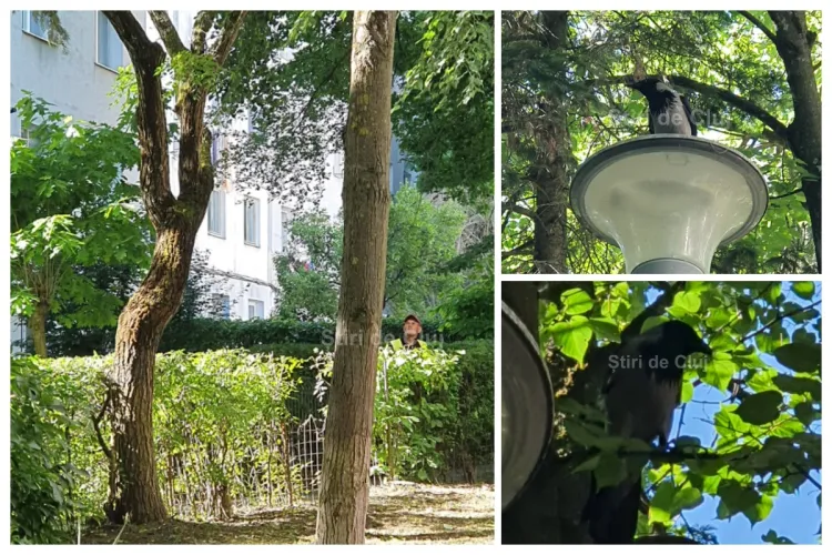 VIDEO. Ciorile atacă în Mănăștur! Clujeancă de 72 de ani, atacată azi-dimineață de 5 ori până a reușit să scape: „Au lovit-o în cap și în spate.E speriată”