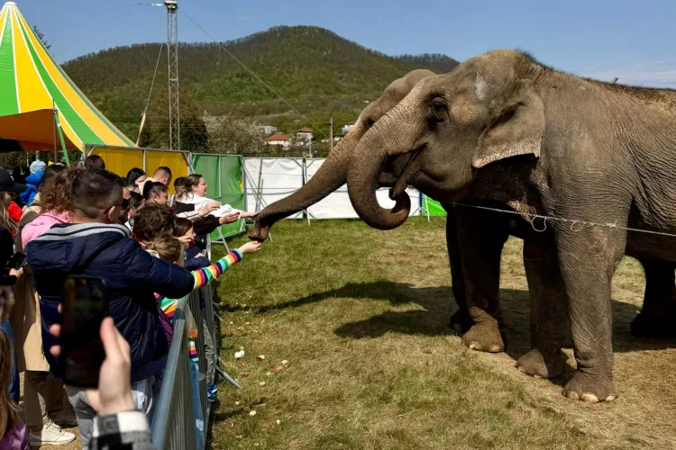 VIDEO. Copiii mai pot hrăni la Cluj un elefant adevărat și alte zeci de animale exotice doar câteva zile! Oferă-i copilului amintiri de neuitat la Zoo Park