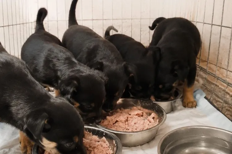 Cinci suflețele nevinovate, abandonate pe un câmp din Cluj la doar 5 săptămâni! Protecția Animalelor: „Săptămânal se repetă același scenariu!