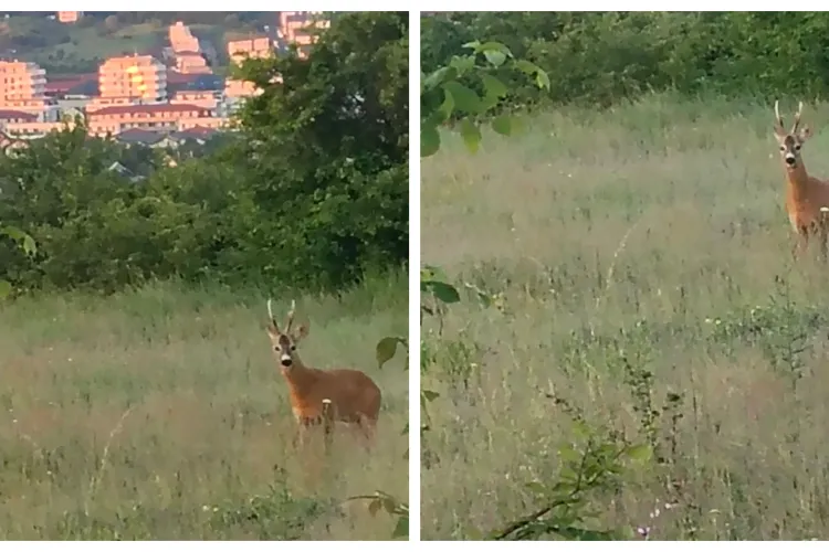 Vizitator surpriză în Florești! Un căprior și-a făcut apariția în pădure la primele ore ale dimineții