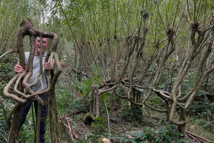Afacerea la care nimeni nu s-a gândit înaintea lor. Un cuplu „cultivă” scaune direct în copaci și le vinde cu până la 90.000 de dolari