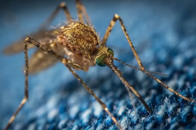 Un oraș a decis să sterilizeze țânțarii. Metoda ar putea revoluționa modul în care oamenii scapă de insectele nedorite, fără a folosi pesticid toxic