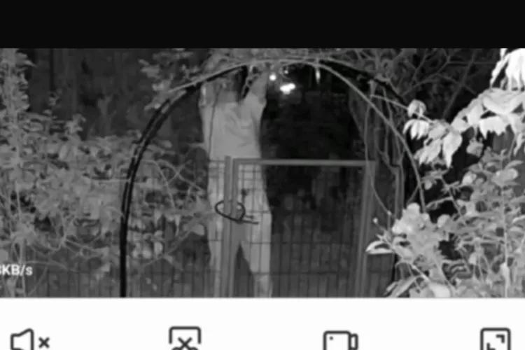 VIDEO. O clujeancă s-a trezit cu toți trandafirii tăiați de la poartă: Un bărbat dubios nu s-a sfiit să-i fure fără nicio problemă. „Depun plângere!”