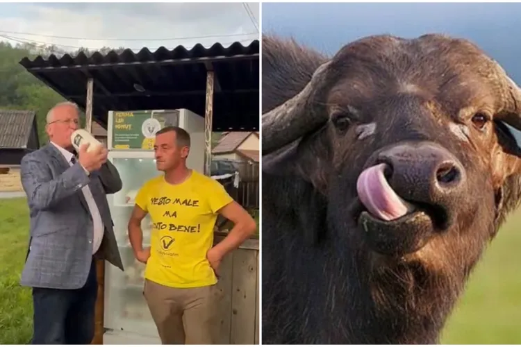 VIDEO. Deputatul clujean Remus Lăpușan a descoperit cel mai bun lapte de bivoliță din România, chiar în județul Cluj: „Poftă bună la toți!”