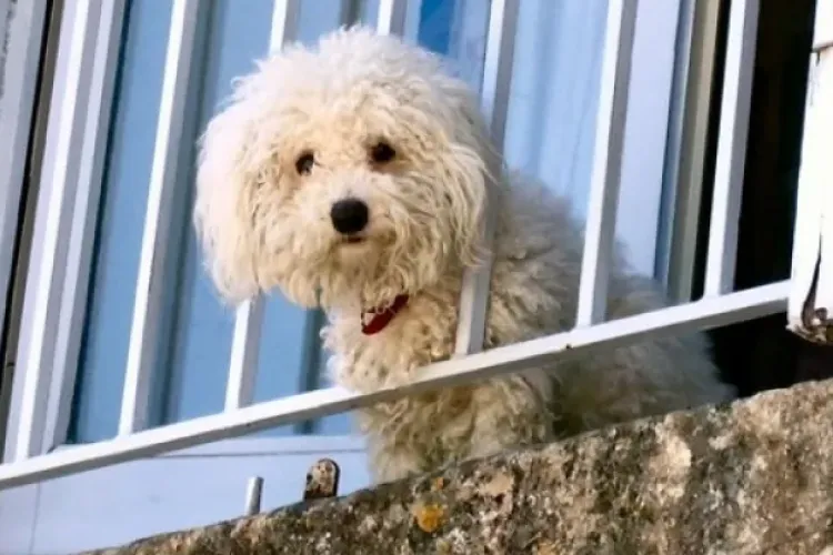 Un câine lăsat singur într-un apartament din Cluj-Napoca îi îngrijorează pe vecini. În fiecare zi se aude cum plânge: „Efectiv urlă” VIDEO