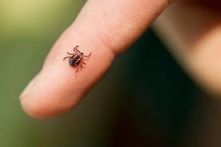 Alertă într-un parc din Cluj-Napoca! Mai mulți copii ar fi fost găsiți cu căpușe după ce s-au jucat lângă Podul Calvaria