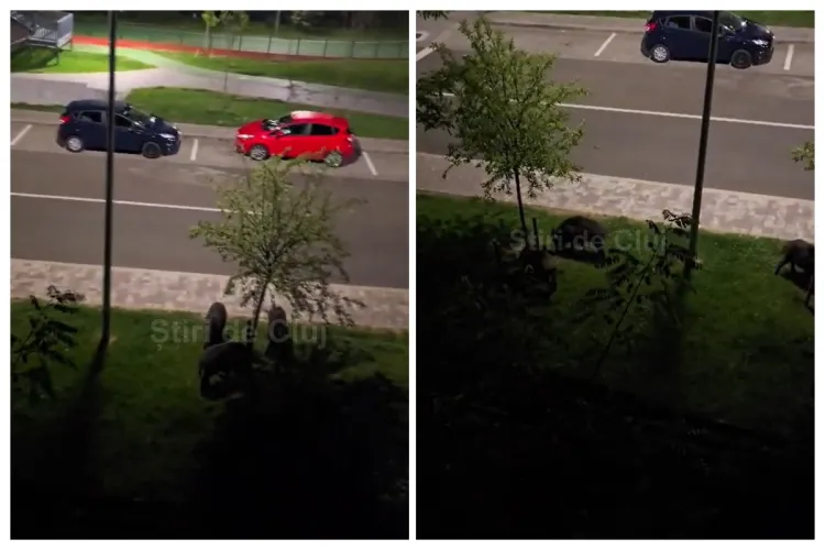 VIDEO. Cinci mistreți, surprinși la „ora de sport” în Baza Sportivă Florești, Cluj: „Schimbul de noapte. Nici la miezul nopții nu se opresc antrenamentele”