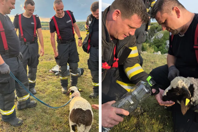 VIDEO. Final fericit: Un miel pierdut de turmă,  salvat de pompierii clujeni după ce au coborât într-o râpă de 20 de metri în Cheile Turenilor 