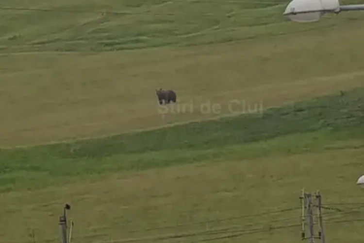 VIDEO. Avertisment: Un urs a atacat la o stână din Cojocna, județul Cluj și a ucis un câine. Autoritățile sunt în alertă