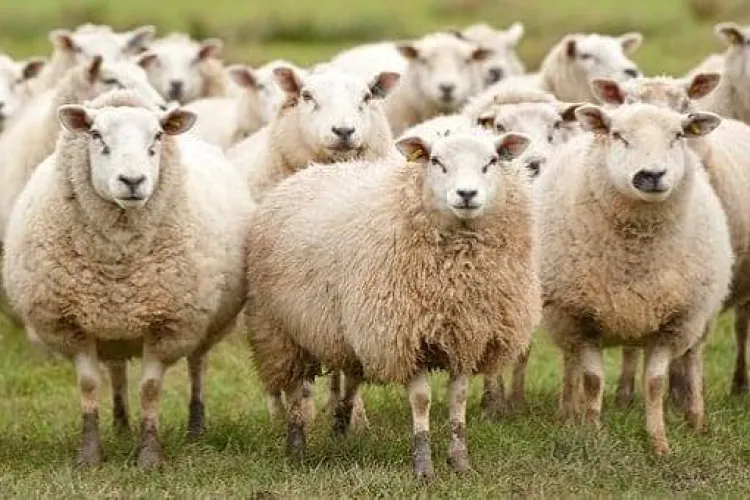 România, lider european la exportul de ovine, pe muchie de cuțit: un focar din Mureș poate distruge afaceri de sute de milioane de euro