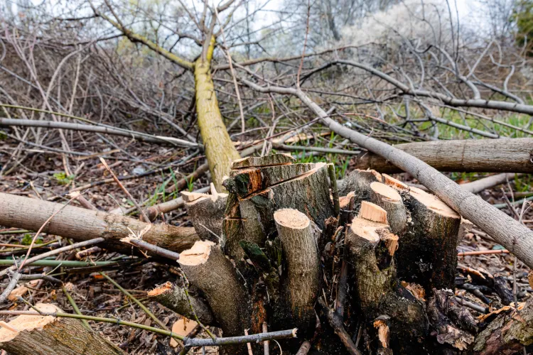 Zeci de arbori tăiați ilegal dintr-o pădure din județul Cluj: Pădurarul care a pus la cale schema a primit 3 ani de închisoare cu suspendare