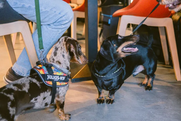 „Paw-vești cu și despre animăluțe”, la Iulius Mall Cluj. Tot ce trebuie să știe stăpânii despre operațiile și recuperarea animalelor, direct de la experți