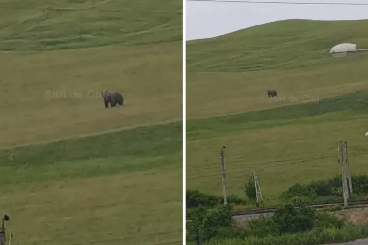 Alertă în Cojocna: Urșii au atacat animalele domestice. Vacile, în pericol la pășunat. Primarul Anca Marcu: „Vom interveni rapid. Viața are prioritate”