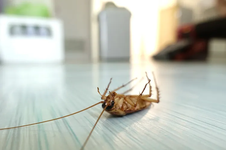 Un clujean a trăit un coșmar continuu în două chirii diferite! A scăpat de o infestație de gândaci și a dat de alta: „Am plătit trei dezinsecții”