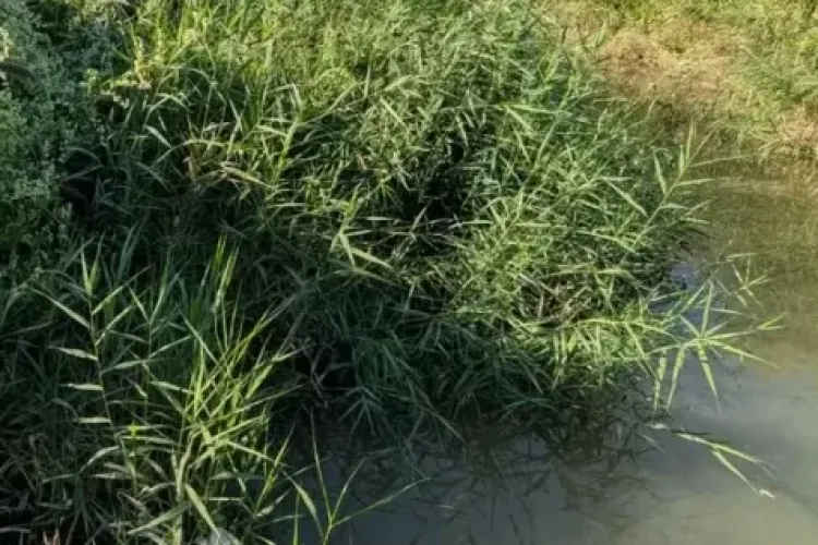 Mizerie și disconfort în Cluj-Napoca! Un pârâu le dă mari bătăi de cap locatarilor: „Favorizează apariția unui număr foarte mare de insecte”