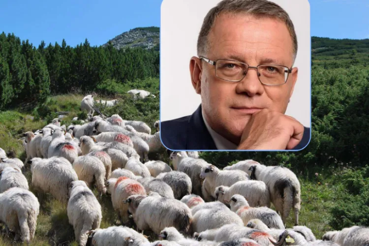 Haos în sectorul ovin! Acuzații dure de la Cluj la adresa ANSVSA: „Băieții șmecheri fac mulți bani. Din locul 1 la ovine, am ajuns la exporturi blocate”